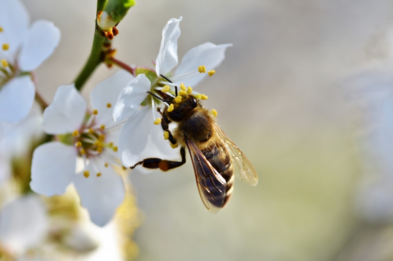 jardinerie-AUVARE-min_bee-4092986